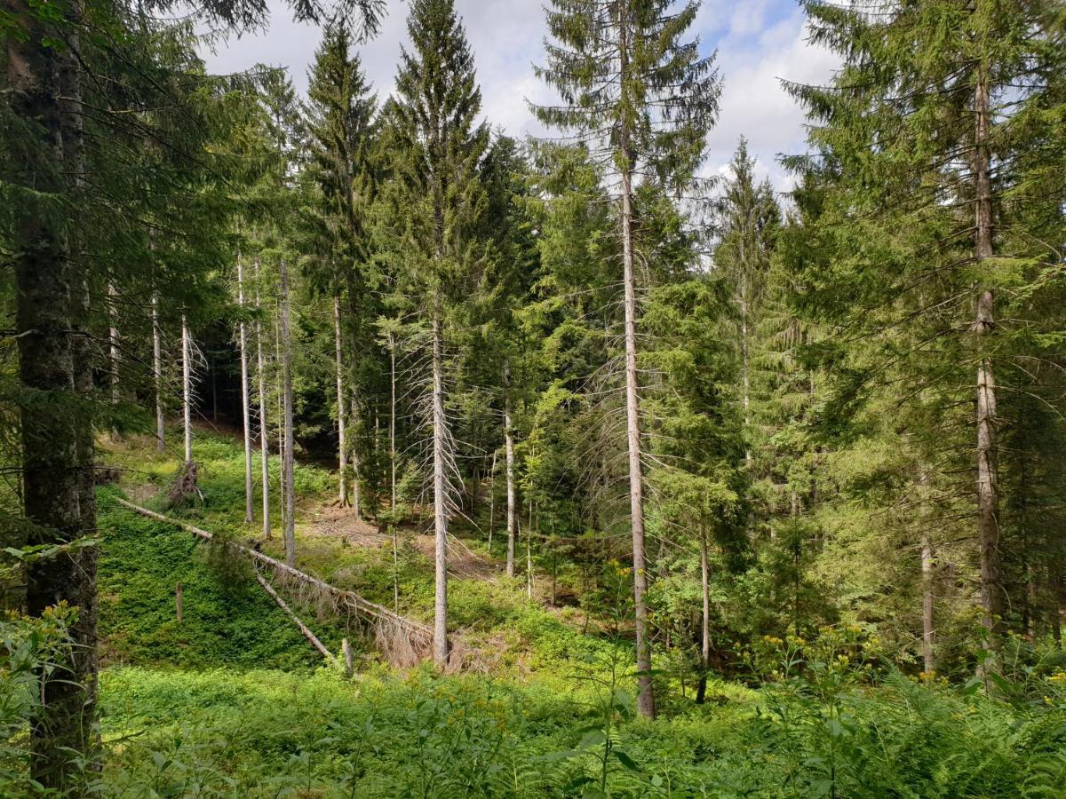 Gemütliche Ferienwohnung Ievgeniia Todtmoos Exterior foto